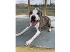 Adopt Dako a Brindle American Pit Bull Terrier / Mixed dog in Pullman