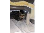 Adopt Lotus a Gray or Blue Domestic Shorthair / Domestic Shorthair / Mixed cat