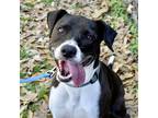 Adopt Zoey a Black Mixed Breed (Large) / Mixed dog in Austin, TX (32926170)