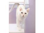 Adopt King Arthur a White (Mostly) Domestic Shorthair cat in Lakewood