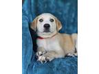Adopt Abraham a Tan/Yellow/Fawn Great Pyrenees / Mixed dog in Longview