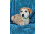 Adopt Bertha a Tan/Yellow/Fawn Great Pyrenees / Mixed dog in Longview