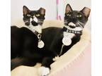 Adopt Cody (Bonded w/ Zack) (Pounce Cat Cafe) a All Black Domestic Shorthair /