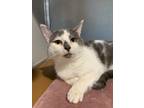 Adopt MJ a White Domestic Shorthair / Domestic Shorthair / Mixed cat in