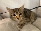 Adopt Itchy Marie a Brown or Chocolate Domestic Shorthair / Domestic Shorthair /