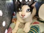 Adopt Amberleigh a White Siamese / Domestic Shorthair / Mixed cat in Green Cove