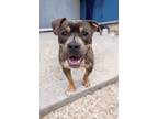 Adopt Liam (Underdog) a Mixed Breed