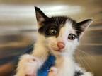 Adopt Tatum a White Domestic Shorthair / Domestic Shorthair / Mixed cat in Green