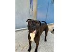 Adopt Duncan a Pit Bull Terrier, Mixed Breed