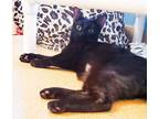 Adopt Secret a All Black Domestic Shorthair / Domestic Shorthair / Mixed cat in