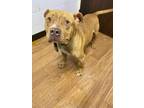 Adopt Rolling Pin a Tan/Yellow/Fawn American Pit Bull Terrier / Mixed Breed