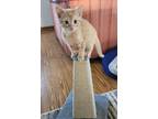 Adopt Simba a Orange or Red Domestic Shorthair / Domestic Shorthair / Mixed cat
