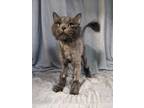 Adopt Puss N' Boots a Gray or Blue Domestic Longhair / Domestic Shorthair /