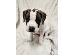 Adopt Toby a White American Pit Bull Terrier / Mixed dog in Moncton