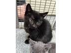 Adopt ET a All Black Domestic Shorthair / Domestic Shorthair / Mixed cat in