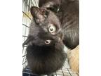 Adopt Tuna a All Black Domestic Shorthair / Domestic Shorthair / Mixed cat in