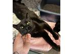 Adopt Gnocchi a All Black Domestic Shorthair / Domestic Shorthair / Mixed cat in