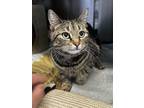 Adopt Maggie a Brown or Chocolate Domestic Shorthair / Domestic Shorthair /
