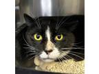 Adopt Tux a All Black Domestic Shorthair / Domestic Shorthair / Mixed cat in