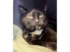 Adopt Tailor a All Black Domestic Shorthair / Domestic Shorthair / Mixed cat in