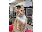 Adopt Leif a Orange or Red Domestic Shorthair / Domestic Shorthair / Mixed cat