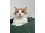 Adopt Bradley a White Domestic Shorthair / Domestic Shorthair / Mixed cat in