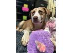 Adopt Honey a Husky dog in Cortland, NY (41462292)