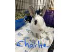 Adopt Charlie a Blanc de Hotot / Mixed (short coat) rabbit in POMONA