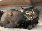 Adopt Black Hawk a Domestic Longhair / Mixed cat in Colorado Springs
