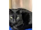 Adopt Cricket a Domestic Short Hair