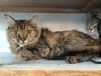 Adopt Banavie a Tortoiseshell Domestic Mediumhair / Mixed cat in Colorado