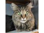 Adopt Ban'ei a Tortoiseshell Domestic Mediumhair / Mixed cat in Colorado