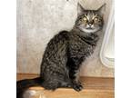 Adopt Bedwyn a Domestic Mediumhair / Mixed cat in Colorado Springs
