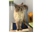 Adopt Xalvador a Siamese / Mixed cat in Colorado Springs, CO (41462243)