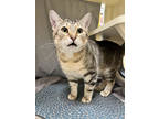 Adopt Tyson~23/24-0293a a Tan or Fawn Domestic Shorthair / Domestic Shorthair /