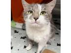 Adopt pardoe a Gray or Blue Domestic Mediumhair / Domestic Shorthair / Mixed cat