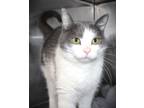 Adopt Kitty a Gray, Blue or Silver Tabby Domestic Shorthair cat in Johnstown
