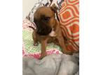 Adopt Salt a Boxer dog in Roanoke, VA (41462171)