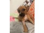 Adopt Dill a Boxer dog in Roanoke, VA (41462170)