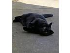 Adopt Cocoa a All Black Domestic Shorthair / Domestic Shorthair / Mixed cat in