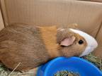 Adopt Chacha a Brown or Chocolate Guinea Pig / Mixed small animal in Ann Arbor