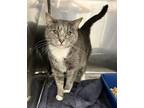 Adopt Samantha a Gray or Blue Domestic Shorthair / Mixed (short coat) cat in New