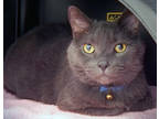 Adopt Jelly Roll (Smitten Kitten) a Gray or Blue Domestic Shorthair / Domestic