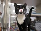 Adopt DARK KNIGHT a Black & White or Tuxedo Domestic Mediumhair / Mixed (medium