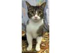 Adopt Penelope a Gray or Blue Domestic Shorthair / Domestic Shorthair / Mixed