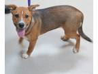 Adopt 5/18/24 a Brown/Chocolate Mixed Breed (Medium) / Mixed dog in Wichita