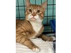 Adopt Tropicana a Orange or Red Domestic Shorthair / Domestic Shorthair / Mixed
