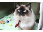 Adopt Chino a All Black Ragdoll / Domestic Shorthair / Mixed cat in Brunswick