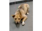 Adopt Elodie a Tan/Yellow/Fawn Shepherd (Unknown Type) / Mixed dog in