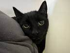 Adopt Blob a All Black Domestic Shorthair / Domestic Shorthair / Mixed cat in